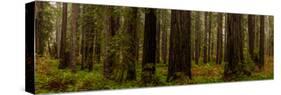 Giant Redwood trees in a forest, Humboldt Redwoods State Park, California, USA-null-Stretched Canvas