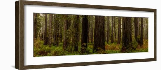 Giant Redwood trees in a forest, Humboldt Redwoods State Park, California, USA-null-Framed Photographic Print