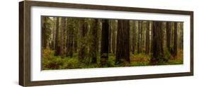 Giant Redwood trees in a forest, Humboldt Redwoods State Park, California, USA-null-Framed Photographic Print