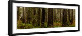 Giant Redwood trees in a forest, Humboldt Redwoods State Park, California, USA-null-Framed Photographic Print