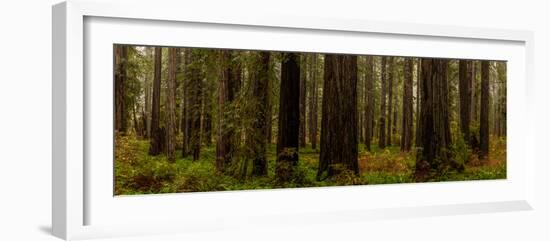 Giant Redwood trees in a forest, Humboldt Redwoods State Park, California, USA-null-Framed Photographic Print