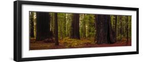 Giant Redwood trees in a forest, Humboldt Redwoods State Park, California, USA-null-Framed Photographic Print