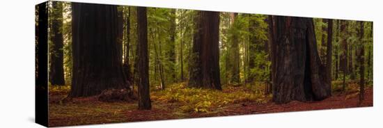 Giant Redwood trees in a forest, Humboldt Redwoods State Park, California, USA-null-Stretched Canvas