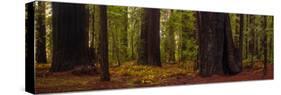 Giant Redwood trees in a forest, Humboldt Redwoods State Park, California, USA-null-Stretched Canvas