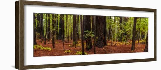 Giant Redwood trees in a forest, Humboldt Redwoods State Park, California, USA-null-Framed Photographic Print