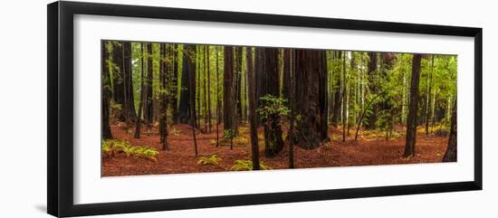 Giant Redwood trees in a forest, Humboldt Redwoods State Park, California, USA-null-Framed Photographic Print