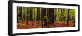 Giant Redwood trees in a forest, Humboldt Redwoods State Park, California, USA-null-Framed Photographic Print