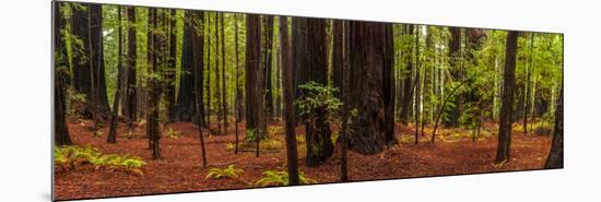 Giant Redwood trees in a forest, Humboldt Redwoods State Park, California, USA-null-Mounted Photographic Print