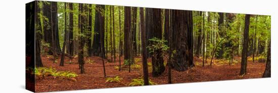 Giant Redwood trees in a forest, Humboldt Redwoods State Park, California, USA-null-Stretched Canvas