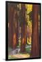 Giant Redwoods, Illustration-null-Framed Art Print