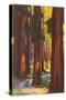 Giant Redwoods, Illustration-null-Stretched Canvas