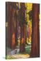 Giant Redwoods, Illustration-null-Stretched Canvas