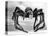 Giant Replica from the Movie Tarantula-null-Stretched Canvas