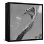 Giant Replica of King Cobra-Michael J. Ackerman-Framed Stretched Canvas