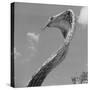 Giant Replica of King Cobra-Michael J. Ackerman-Stretched Canvas