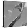 Giant Replica of King Cobra-Michael J. Ackerman-Stretched Canvas