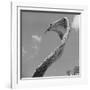 Giant Replica of King Cobra-Michael J. Ackerman-Framed Photographic Print