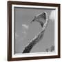 Giant Replica of King Cobra-Michael J. Ackerman-Framed Photographic Print