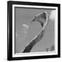 Giant Replica of King Cobra-Michael J. Ackerman-Framed Photographic Print