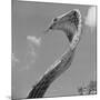 Giant Replica of King Cobra-Michael J. Ackerman-Mounted Photographic Print