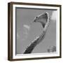 Giant Replica of King Cobra-Michael J. Ackerman-Framed Photographic Print