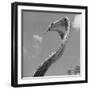 Giant Replica of King Cobra-Michael J. Ackerman-Framed Photographic Print