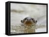 Giant River Otter, Pantanal, Brazil-Joe & Mary Ann McDonald-Framed Stretched Canvas