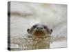 Giant River Otter, Pantanal, Brazil-Joe & Mary Ann McDonald-Stretched Canvas