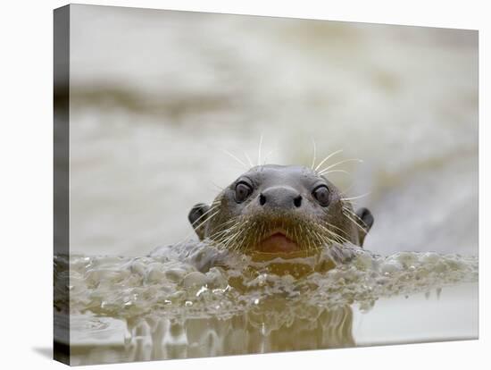 Giant River Otter, Pantanal, Brazil-Joe & Mary Ann McDonald-Stretched Canvas