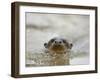 Giant River Otter, Pantanal, Brazil-Joe & Mary Ann McDonald-Framed Premium Photographic Print