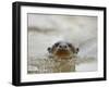 Giant River Otter, Pantanal, Brazil-Joe & Mary Ann McDonald-Framed Premium Photographic Print