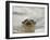 Giant River Otter, Pantanal, Brazil-Joe & Mary Ann McDonald-Framed Premium Photographic Print