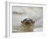 Giant River Otter, Pantanal, Brazil-Joe & Mary Ann McDonald-Framed Premium Photographic Print