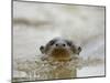Giant River Otter, Pantanal, Brazil-Joe & Mary Ann McDonald-Mounted Premium Photographic Print
