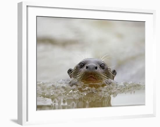 Giant River Otter, Pantanal, Brazil-Joe & Mary Ann McDonald-Framed Photographic Print
