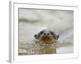 Giant River Otter, Pantanal, Brazil-Joe & Mary Ann McDonald-Framed Photographic Print