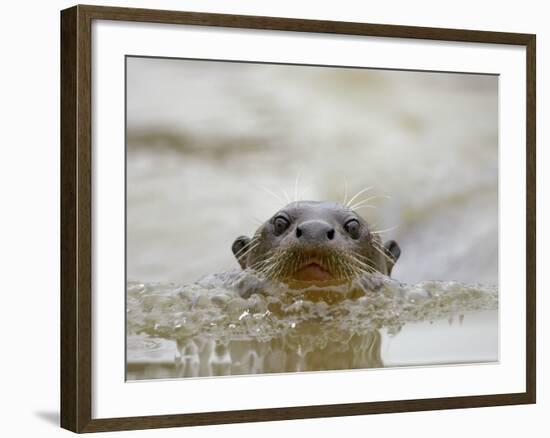 Giant River Otter, Pantanal, Brazil-Joe & Mary Ann McDonald-Framed Photographic Print