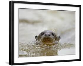 Giant River Otter, Pantanal, Brazil-Joe & Mary Ann McDonald-Framed Photographic Print