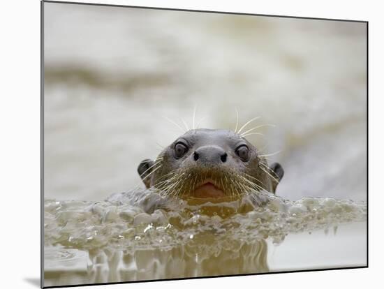 Giant River Otter, Pantanal, Brazil-Joe & Mary Ann McDonald-Mounted Photographic Print