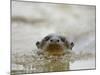 Giant River Otter, Pantanal, Brazil-Joe & Mary Ann McDonald-Mounted Photographic Print