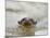 Giant River Otter, Pantanal, Brazil-Joe & Mary Ann McDonald-Mounted Photographic Print