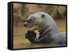 Giant River Otter, Pantanal, Brazil-Joe & Mary Ann McDonald-Framed Stretched Canvas