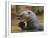 Giant River Otter, Pantanal, Brazil-Joe & Mary Ann McDonald-Framed Photographic Print