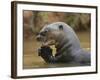 Giant River Otter, Pantanal, Brazil-Joe & Mary Ann McDonald-Framed Photographic Print