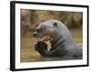 Giant River Otter, Pantanal, Brazil-Joe & Mary Ann McDonald-Framed Photographic Print