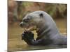 Giant River Otter, Pantanal, Brazil-Joe & Mary Ann McDonald-Mounted Photographic Print