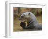 Giant River Otter, Pantanal, Brazil-Joe & Mary Ann McDonald-Framed Photographic Print