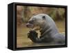 Giant River Otter, Pantanal, Brazil-Joe & Mary Ann McDonald-Framed Stretched Canvas