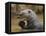 Giant River Otter, Pantanal, Brazil-Joe & Mary Ann McDonald-Framed Stretched Canvas