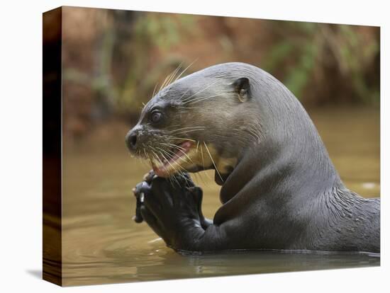 Giant River Otter, Pantanal, Brazil-Joe & Mary Ann McDonald-Stretched Canvas